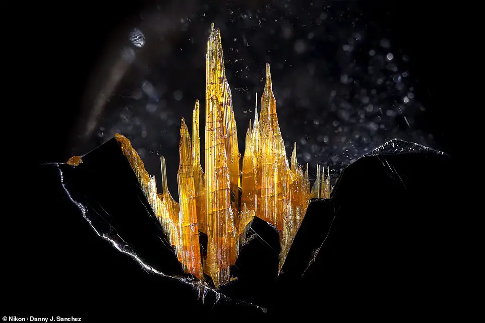 Top 2023 Microscopic Photos: Miniature Castles and Caramel Apple-Like Spores