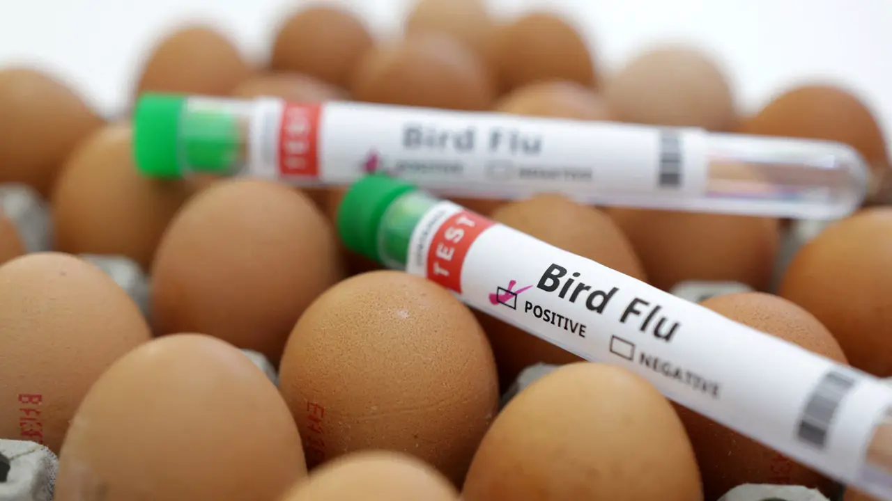 First case of avian flu detected on US commercial poultry farm since April