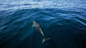 More than 100 dolphins, thousands of fish found dead as Brazilian governor declares state of emergency