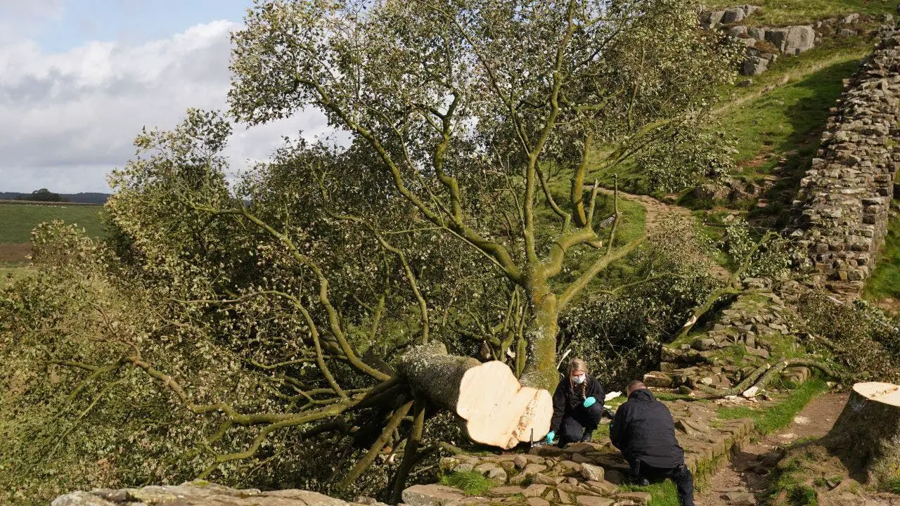 British police arrest second suspect accused of cutting down 300-year-old tree near Hadrian’s Wall