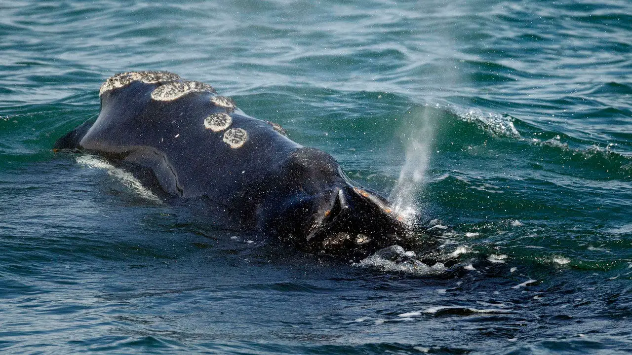 Environmental groups urge emergency measures to protect endangered whales from ship collisions