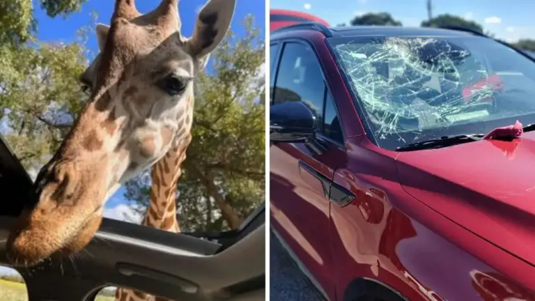 giraffee windshield.jpg