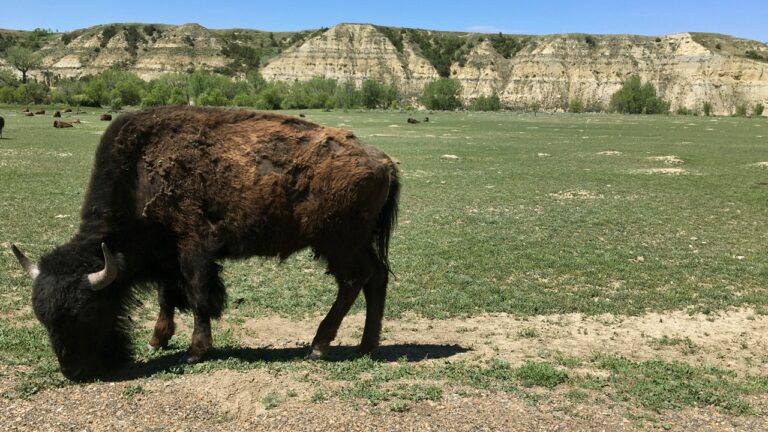 grazing bison.jpg