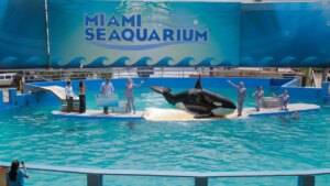 Lolita the Orca Passes Away Due to Aging and Chronic Illnesses