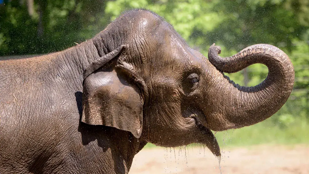 Elephant Fatality: Agitated Herd Due to Lost Dog at St. Louis Zoo