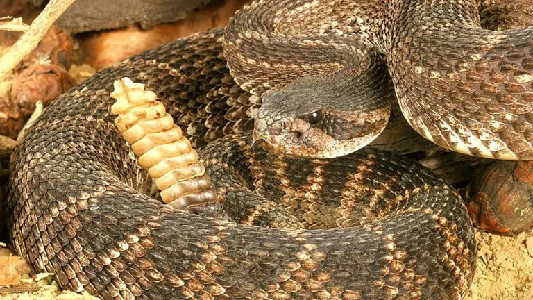 rattlesnake iStock.jpg