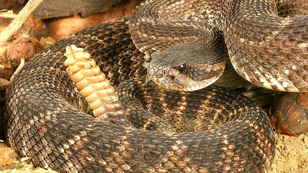 Zoo Worker Hospitalized After Venomous Rattlesnake Bite in Cincinnati